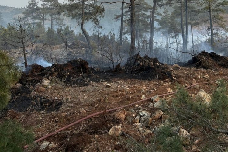Bursa'da ormanlık alanda yangın çıktı!