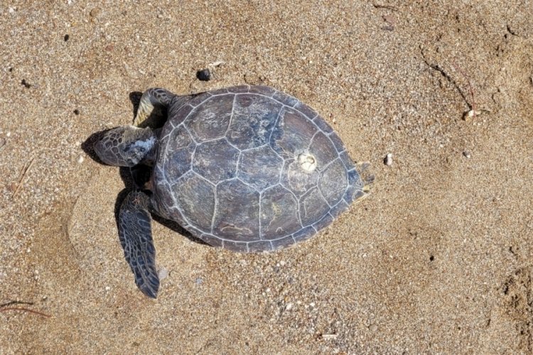 Antalya'da nesli tehlikedeki yeşil deniz kaplumbağası &ouml;l&uuml;s&uuml; kıyıya vurdu