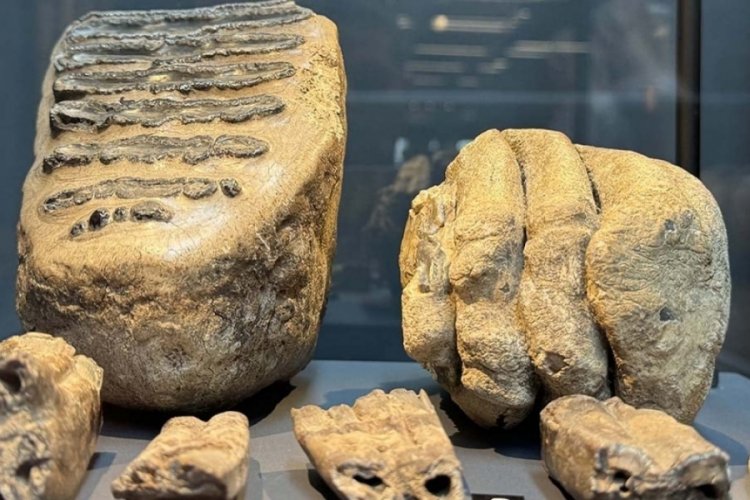 Tesadüfen bulunan mamut fosilleri Samsun'da