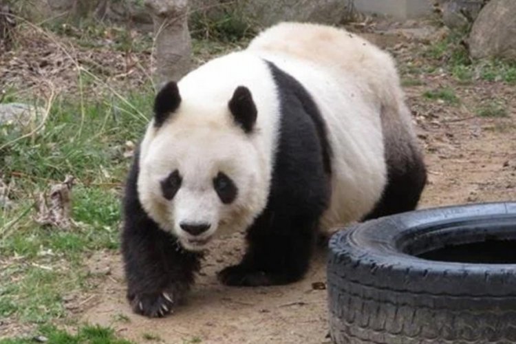 Japonya'nın en yaşlı pandası "Tan Tan" &ouml;ld&uuml;