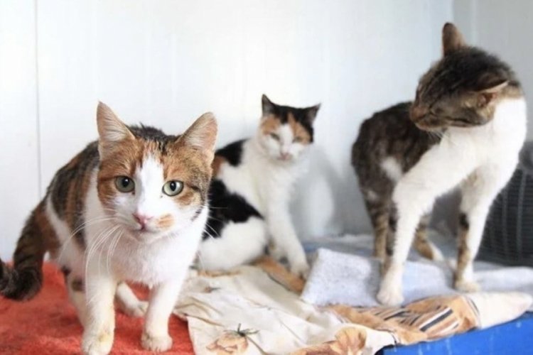 Fransa'da 159 kedi besleyen &ccedil;ifte hayvan besleme yasağı!