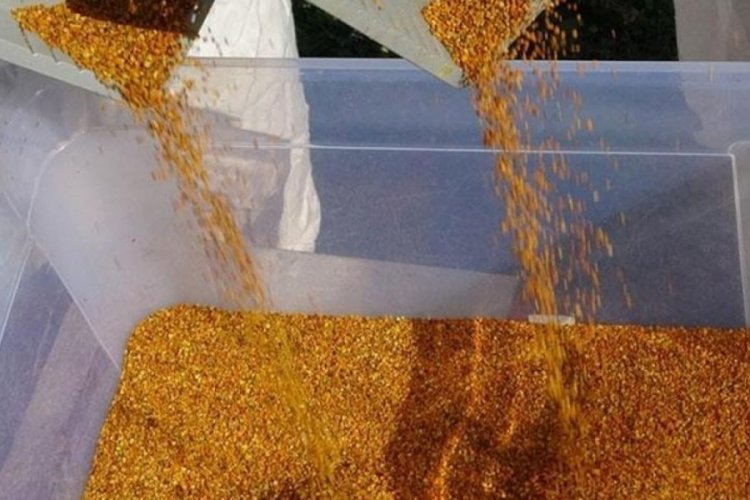Polende sezonun ilk hasadı başladı: Kilosu bin TL!