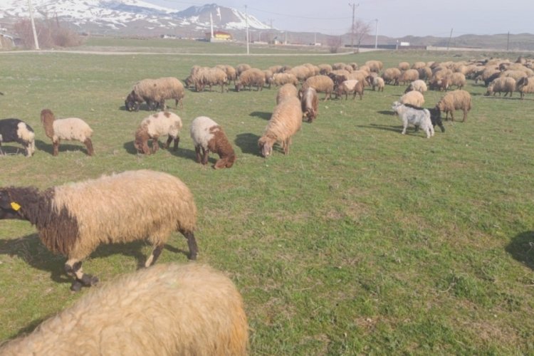 Havaların ısınmasıyla koyunlar meraya &ccedil;ıktı