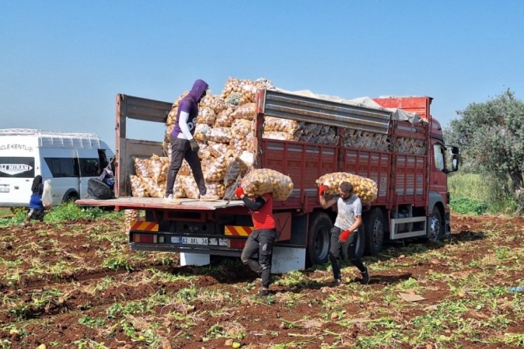T&uuml;rkiye'nin en erkenci patatesinde hasat başladı
