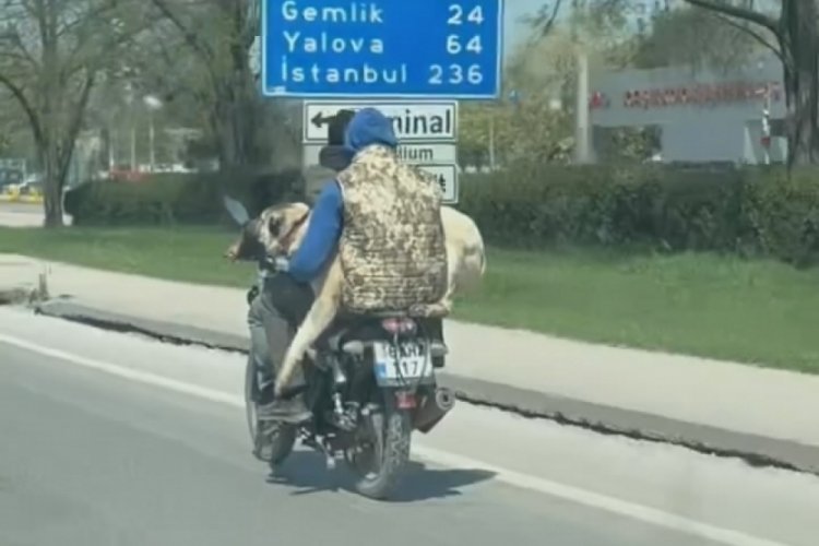 Bursa'da 2 kişi kangal cinsi k&ouml;peği aralarına alıp motosikletle trafikte g&ouml;r&uuml;nt&uuml;lendi