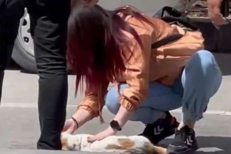 Kırşehir'de otomobilin &ccedil;arptığı kediyi kalp masajıyla hayata d&ouml;nd&uuml;rd&uuml;