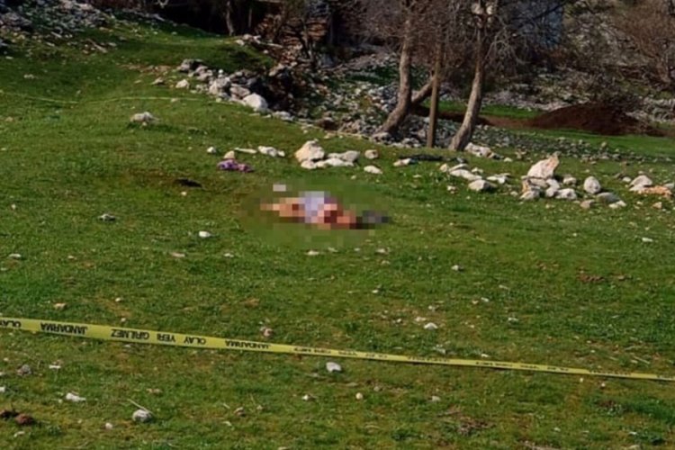 Sokak k&ouml;pekleri yine can aldı!