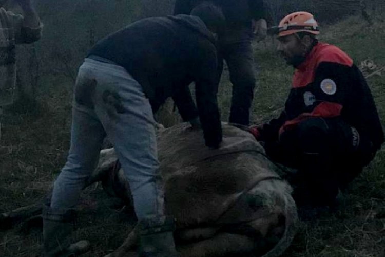 Karab&uuml;k'te dere yatağına d&uuml;şen gebe inek kurtarıldı
