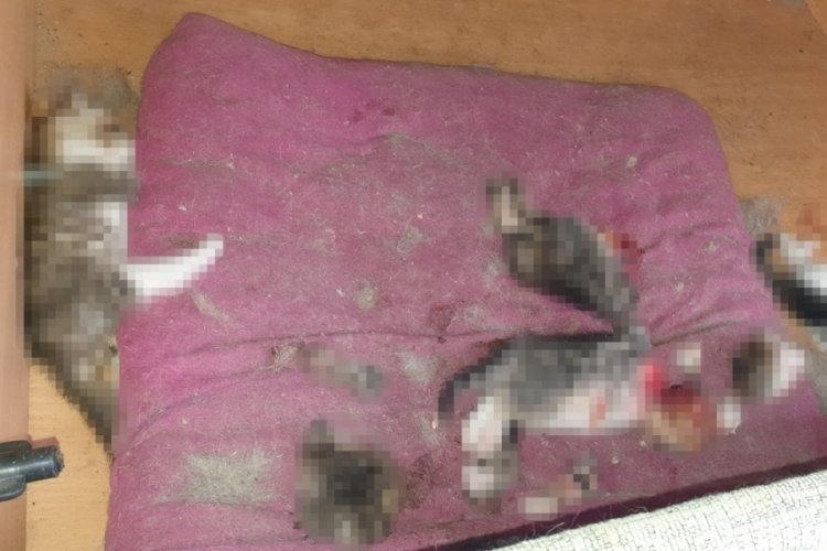 Ankara'da kan donduran olay! 6 yavru kedi &ouml;l&uuml;s&uuml; bulundu