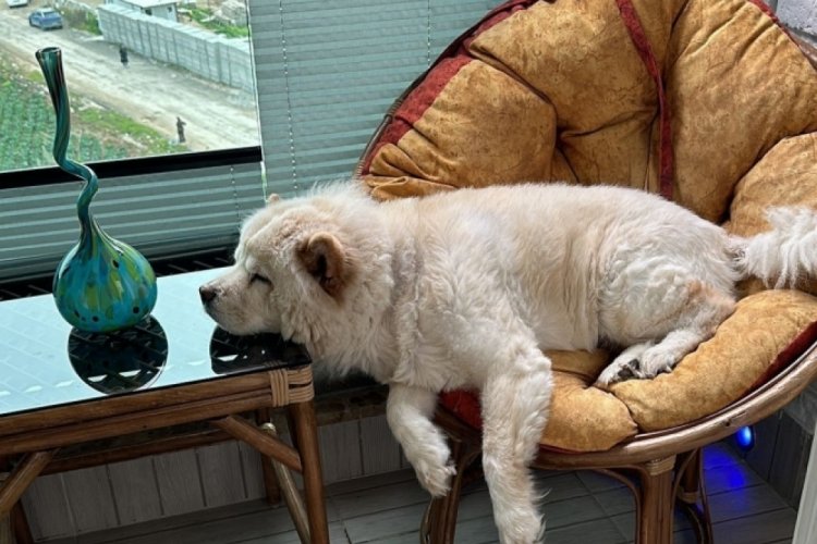 Başka k&ouml;pekten sahibini kıskandı, bacağını par&ccedil;aladı!