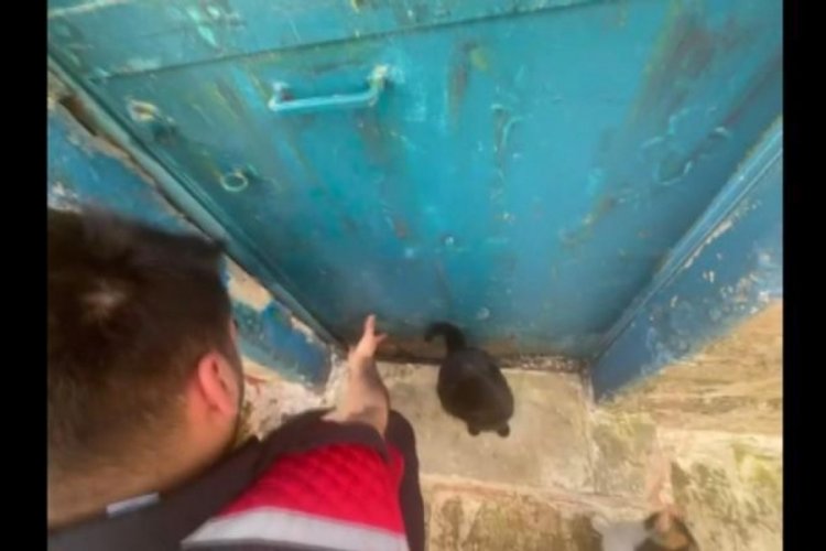 Ev sahibi 5 saatte ikna edildi! Bir haftadır mahsur olan kedi kurtarıldı