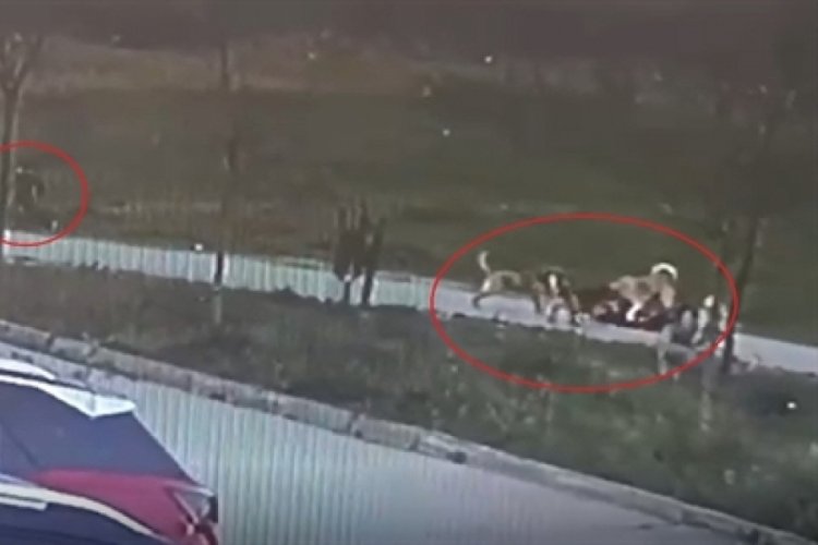 Bursa'da bir adama saldıran köpeklerin sahipli olduğu ortaya çıktı