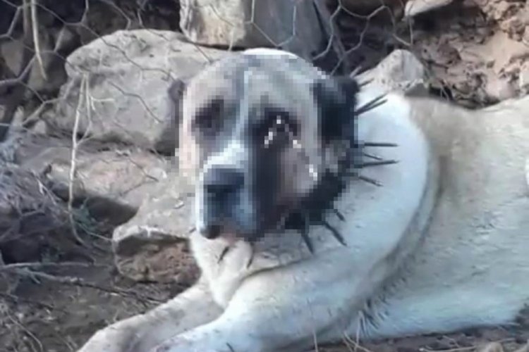 Kayseri'de oklu kirpinin fırlattığı ok g&ouml;z&uuml;ne isabet eden k&ouml;pek k&ouml;r oldu!