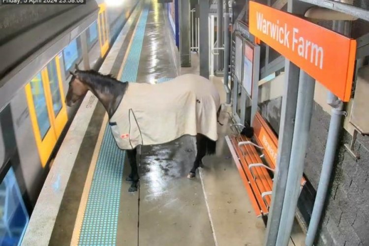 Ka&ccedil;an yarış atı tren istasyonuna daldı