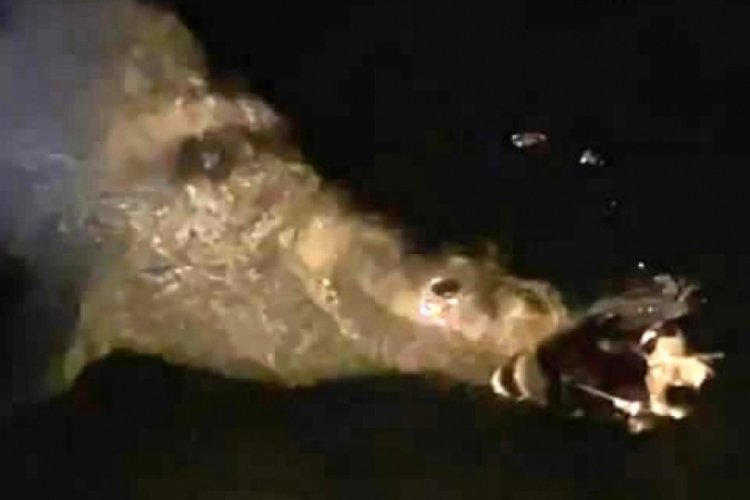 Mudanya'da denizde fok balığı görüldü