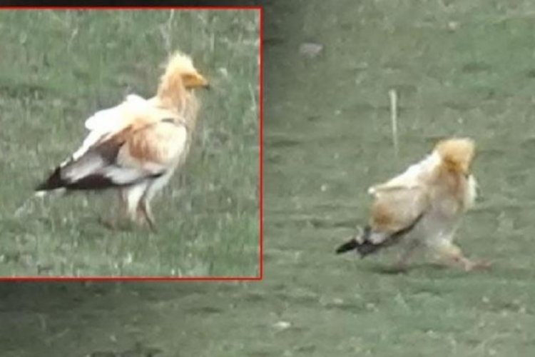 Nesli t&uuml;kenme tehlikesi altındaki akbaba g&ouml;r&uuml;nt&uuml;lendi