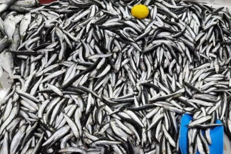 Balık&ccedil;ılıkta avlanma sezonu 15 Nisan'da sona eriyor