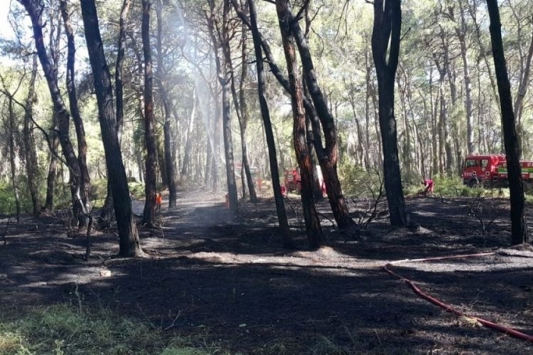 Manavgat'ta oteller b&ouml;lgesine yakın noktada orman yangını