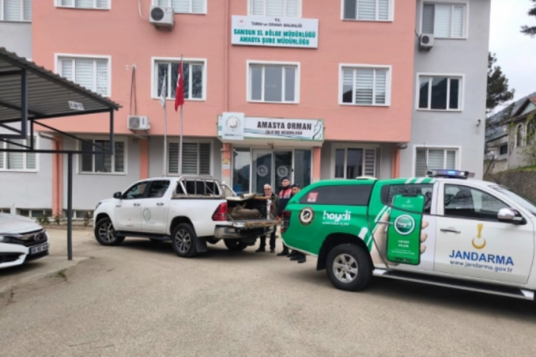 Amasya'da yaralı karaca koruma altına alındı