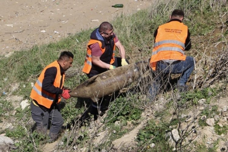 Sinop'ta &ouml;l&uuml; yunuslar karaya vurdu