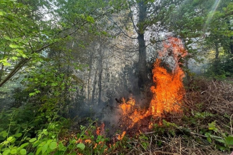 Sakarya'da bahçe temizliği için yakılan ateş, ormanda tahribata yol açtı