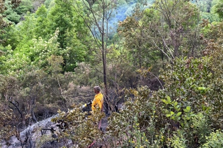 Yalova Termal'deki orman yangını tamamen söndürüldü