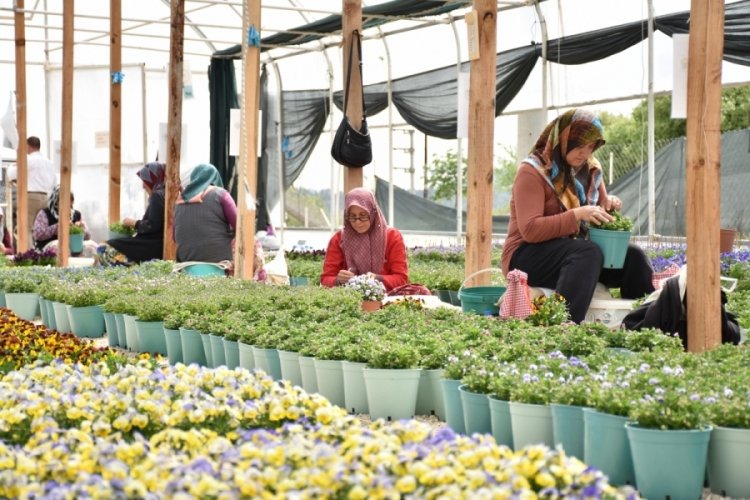 Uludağ'da kadınların ürettiği tohumlar Japonya'da çiçek açıyor