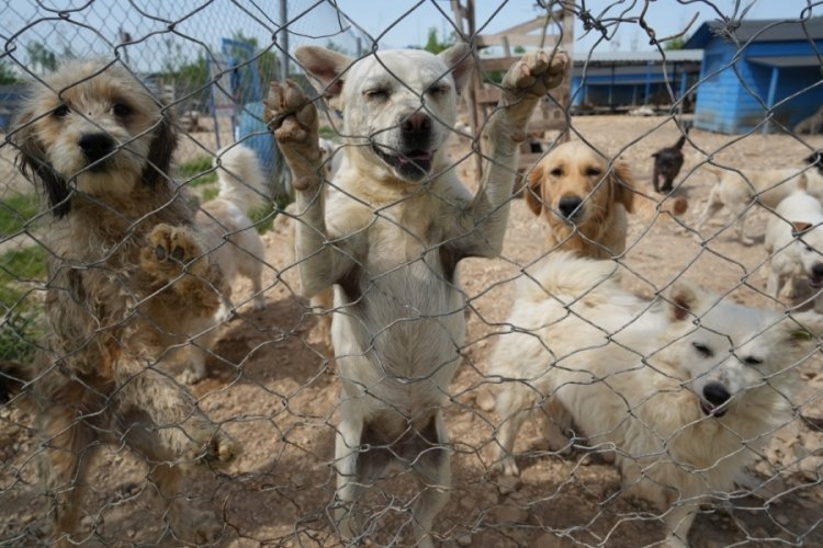Bursa'da hevesle alınıp bakımı zor gelince terk edilen cins k&ouml;pekler yuva arıyor
