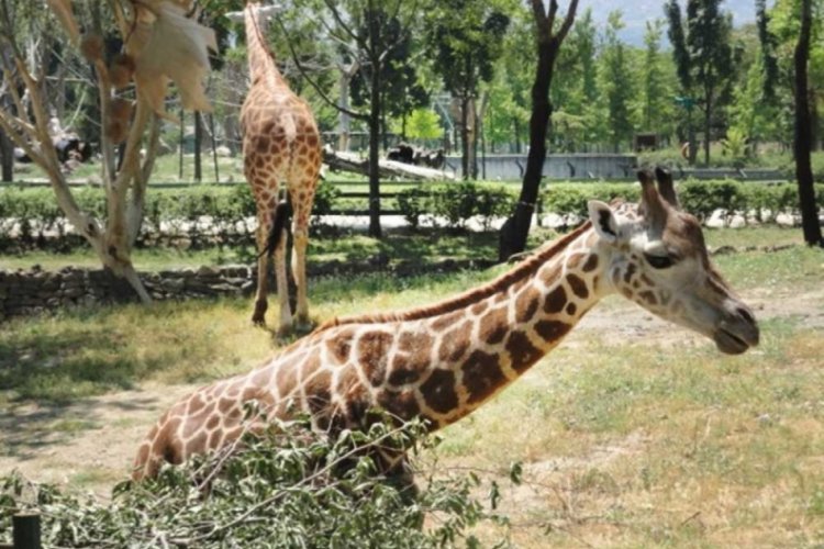 23 Nisan'da Bursa Hayvanat Bahçesi ücretsiz olacak