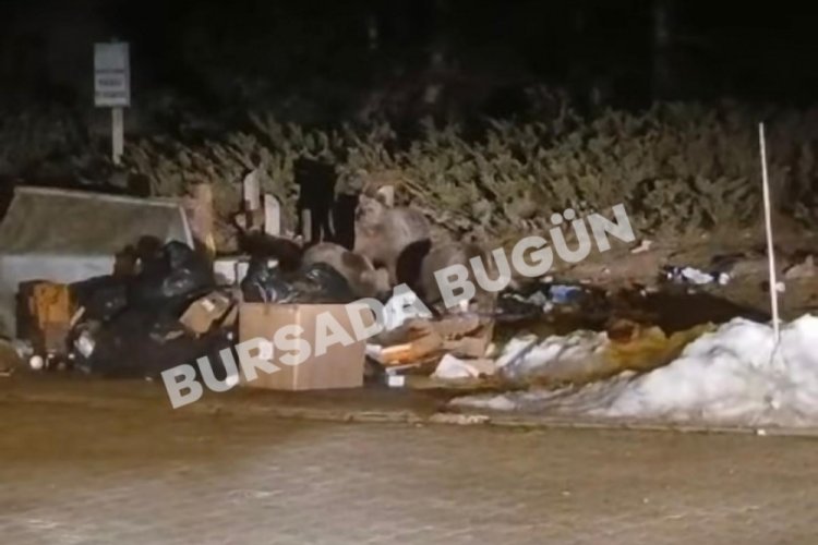 Uludağ'da 'Uyuyamayan Ayı Ailesi' yine yakalandı!