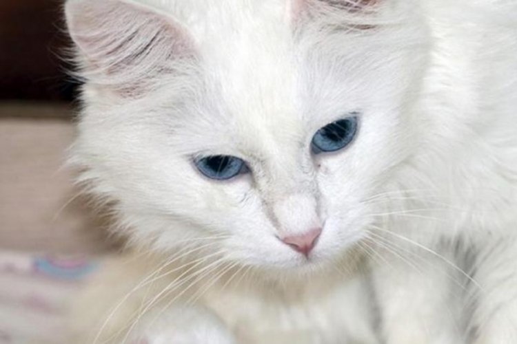Dünyaca ünlü Van kedilerinde büyük artış