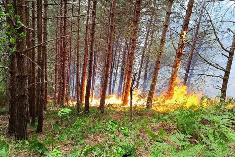 Kastamonu'da orman yangını!
