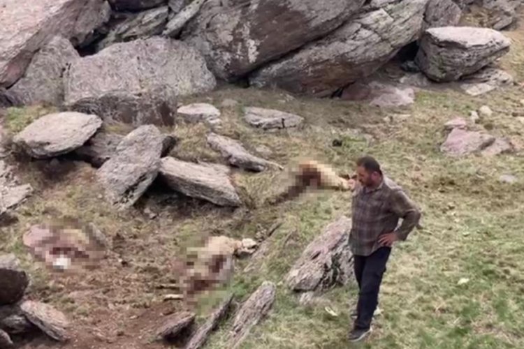 Kars'ta kurt saldırısı: 70 koyun telef oldu