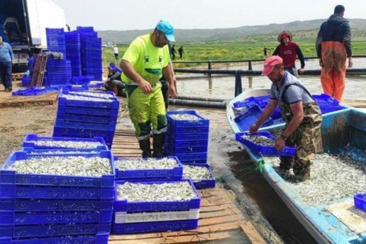 Avrupa'ya gümüş balığı ihracat ediliyor