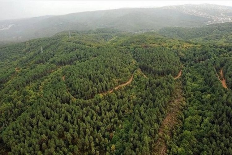 Hatay'da ormanlık alanlara 6 ay boyunca giriş yasak!