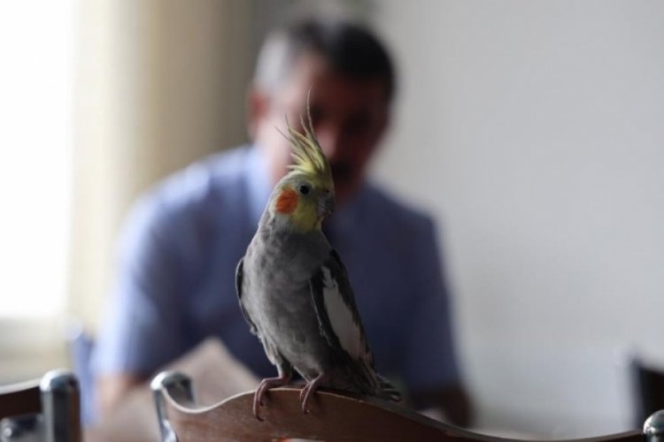 Kırşehir'de cins adlı papağanın 'Ölürüm Türkiyem' melodisini söylediği anlar