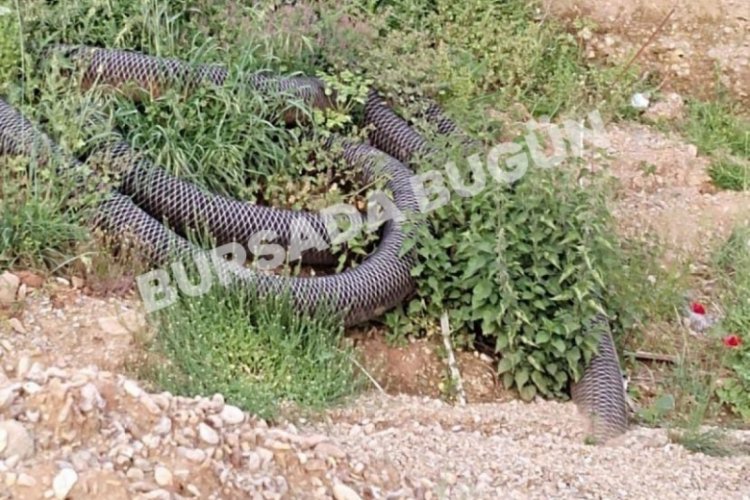 Bursa'da o rivayet gerçek mi oldu? 10 metrelik yılanın ilk kez görüldüğü iddiaları mahalleyi ayağa kaldırdı