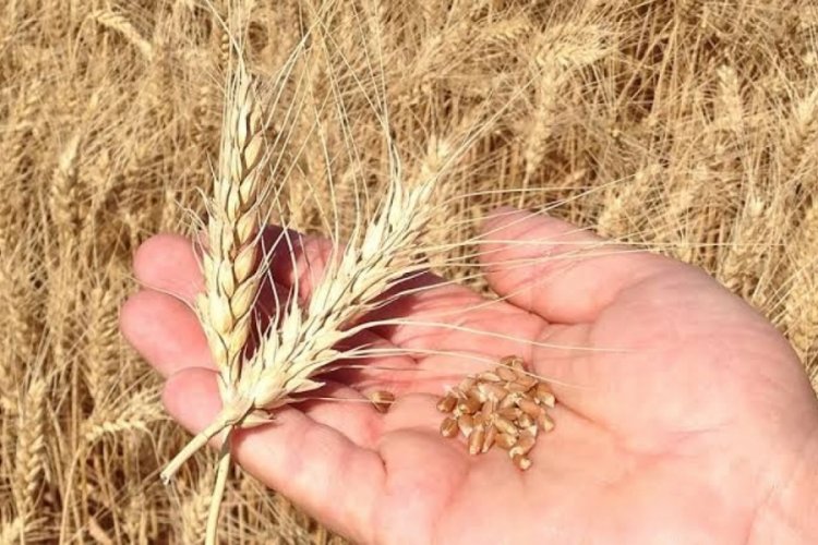 1 kilo buğdayın maliyetinde yüzde 62 artış!