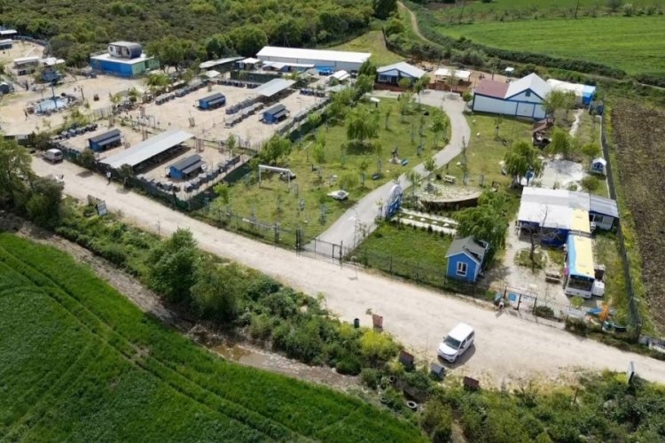 Afetzede hayvanlar Bursa'daki &ccedil;iftlikte emeklilik hayatı yaşıyor