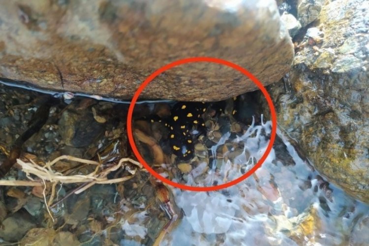 Elazığ'da nesli t&uuml;kenmekte olan 'sarı benekli semender' g&ouml;r&uuml;ld&uuml;
