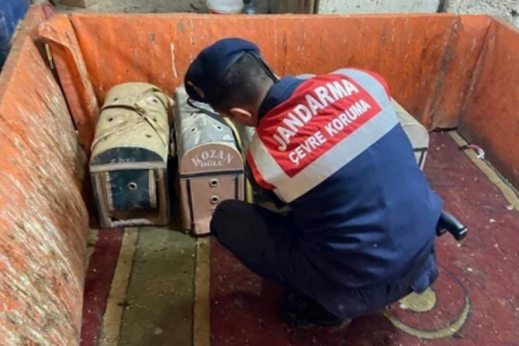 Artvin'de horoz d&ouml;v&uuml;şt&uuml;ren 13 kişiye ceza kesildi