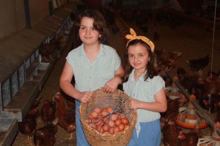 Ordu'da yumurta &uuml;retimi artışta