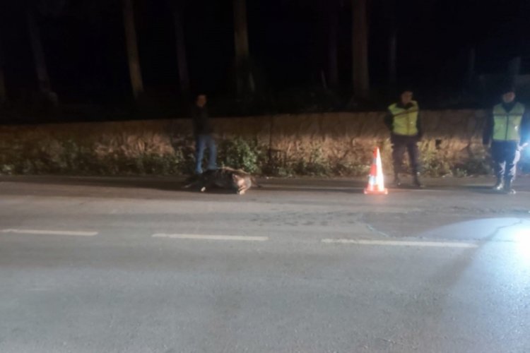 Bursa'da  trafik kazasında tır domuza çarptı! Domuz telef oldu