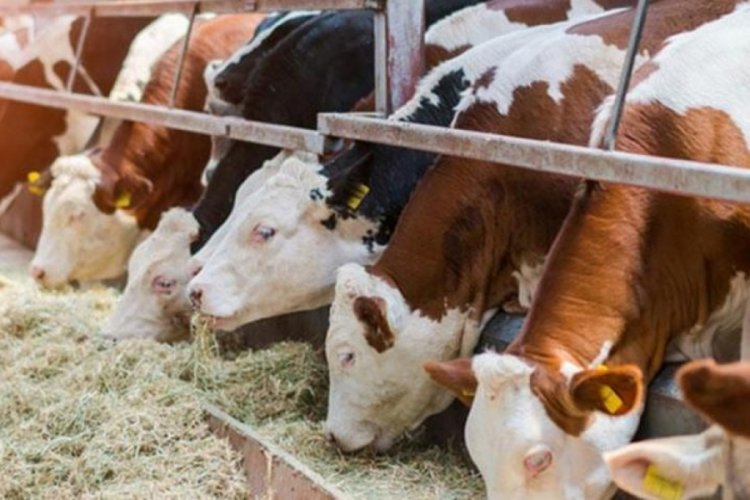 Destekleme &uuml;cretleri besicilerin hesabına yattı