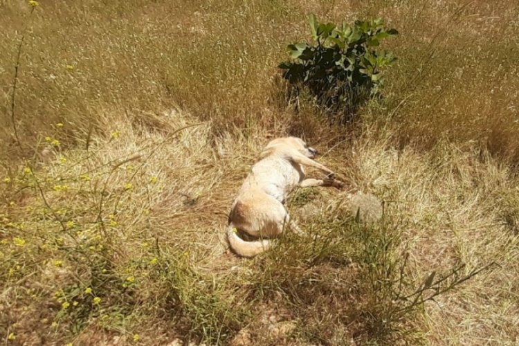 Muğla Bodrum'da kedi ve köpekler zehirlenerek öldü!