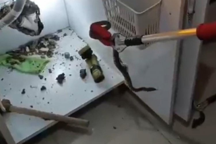 Şanlıurfa'da evin mutfağından yılan çıkartıldı