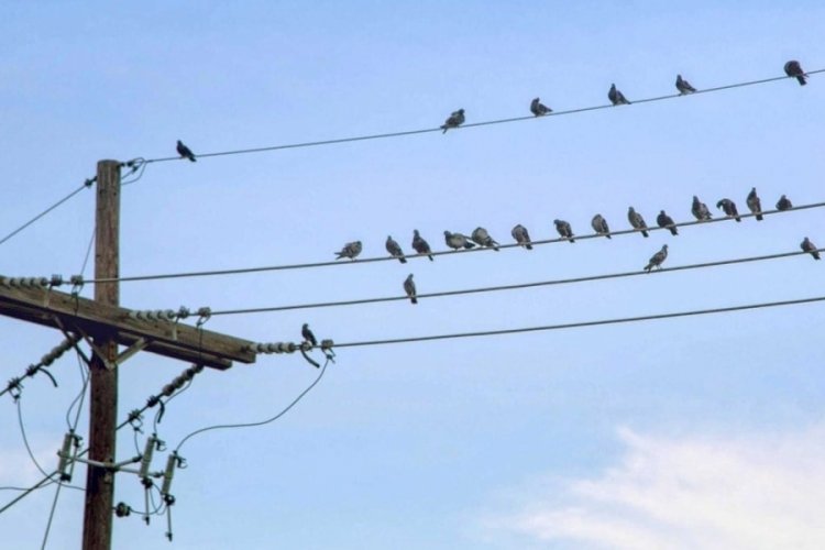 Kuşların elektrik tellerine konduğunda elektrik çarpmamasının sebebi nedir?