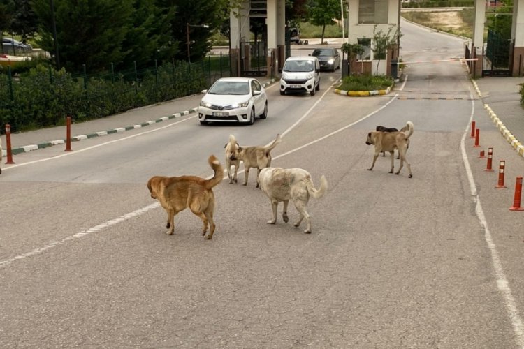 Bursa Kızılcıklı Mahallesi, başıboş köpek sorununa çözüm istiyor!