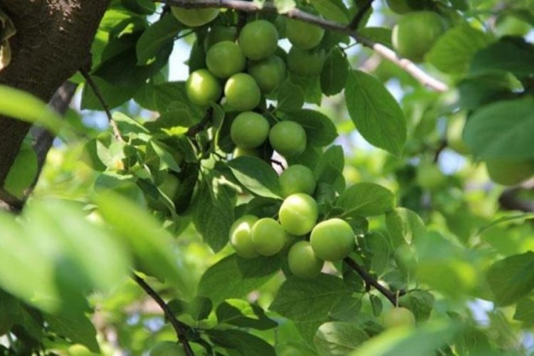 Papaz Eriğinde hasat başladı