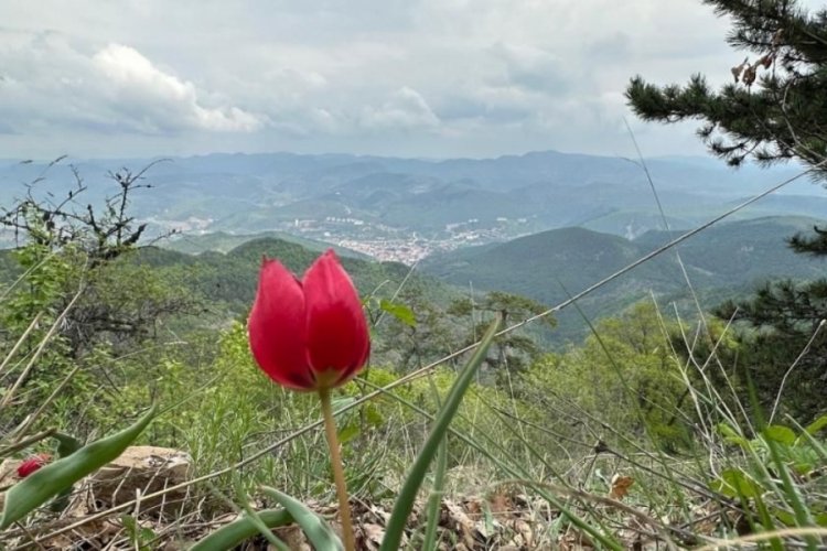 Yılda sadece 15 g&uuml;n ortaya &ccedil;ıkıyor! G&ouml;renler hayran kalıyor
